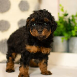 Poodle Puppy Addilynn
