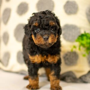 Poodle Puppy Addilynn