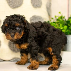 Poodle Puppy Addilynn