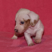 Dachshund Puppy TicTac