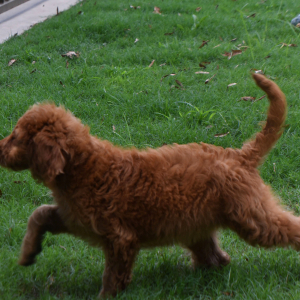 Labradoodle Puppy Rosie