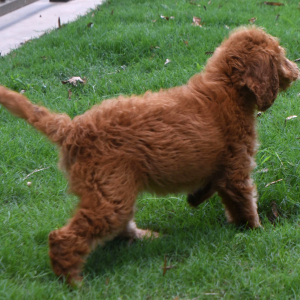 Labradoodle Puppy Rosie