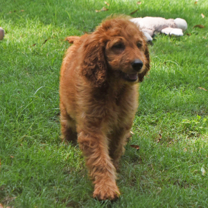 Labradoodle Puppy Rosie