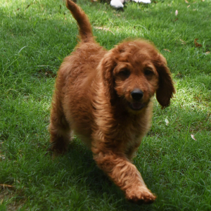 Labradoodle Puppy Rosie