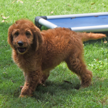 Labradoodle Puppy Rosie