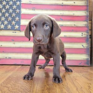 Labrador Retriever Puppy Sophy