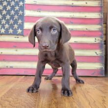 Labrador Retriever Puppy Sophy