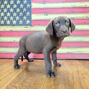 Labrador Retriever Puppy Sophy