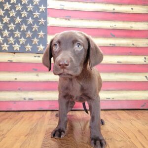 Labrador Retriever Puppy Sophy