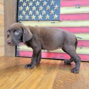 Labrador Retriever Puppy Sophy
