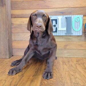 Labrador Retriever Puppy Sophy