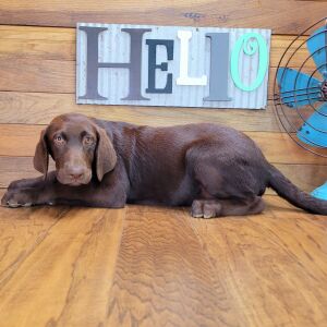 Labrador Retriever Puppy Sophy