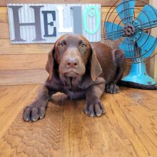 Labrador Retriever Puppy Sophy