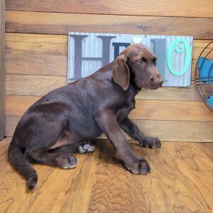 Labrador Retriever Puppy Sophy