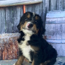 Bernedoodle Puppy Ray