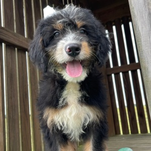 Bernedoodle Puppy Ray