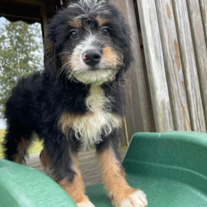 Bernedoodle Puppy Ray