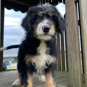 Bernedoodle Puppy Ray
