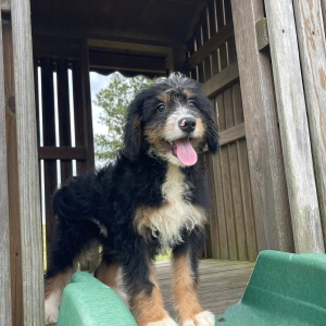 Bernedoodle Puppy Ray