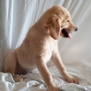 Golden Retriever Puppy Tad
