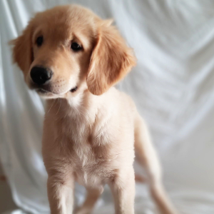Golden Retriever Puppy Tad