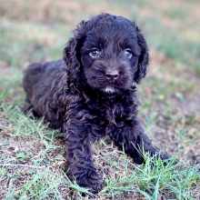 Cockapoo Puppy Carmella