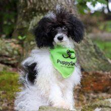 Poodle Puppy Maso