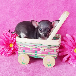 Chihuahua Puppy Lil Kiki
