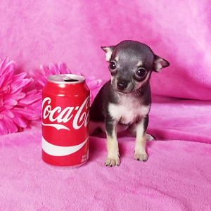Chihuahua Puppy Lil Kiki