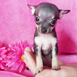 Chihuahua Puppy Lil Kiki