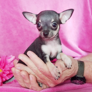 Chihuahua Puppy Lil Kiki