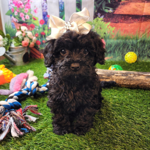 Poodle Puppy Blaire