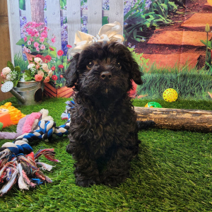 Poodle Puppy Blaire