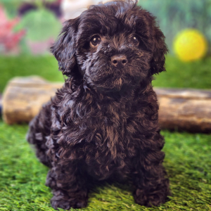 Poodle Puppy Blaire