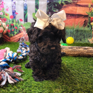 Poodle Puppy Blaire
