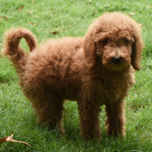 Goldendoodle Puppy Sky
