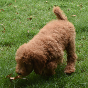 Goldendoodle Puppy Sky