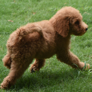 Goldendoodle Puppy Sky