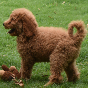 Goldendoodle Puppy Sky