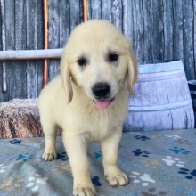 Golden Retriever Puppy Eli
