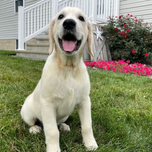 Golden Retriever Puppy Eli