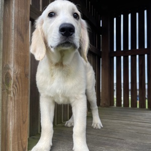 Golden Retriever Puppy Eli