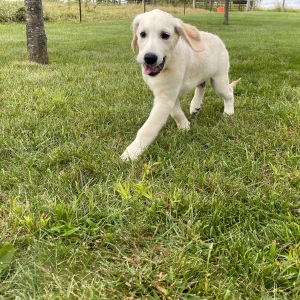 Golden Retriever Puppy Eli