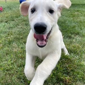 Golden Retriever Puppy Eli