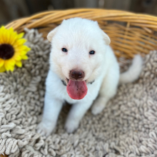 German Shepherd Dog Puppy Yeti