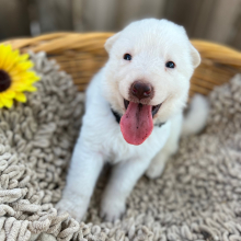 German Shepherd Dog Puppy Yeti