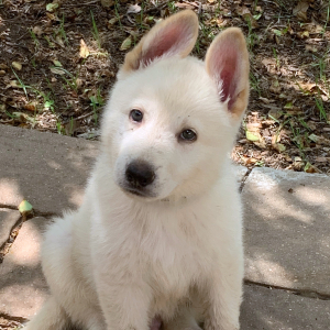 German Shepherd Dog Puppy Yeti