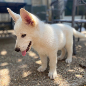 German Shepherd Dog Puppy Yeti