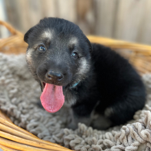 German Shepherd Dog Puppy Hummer