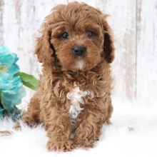 Cavapoo Puppy Reynold
